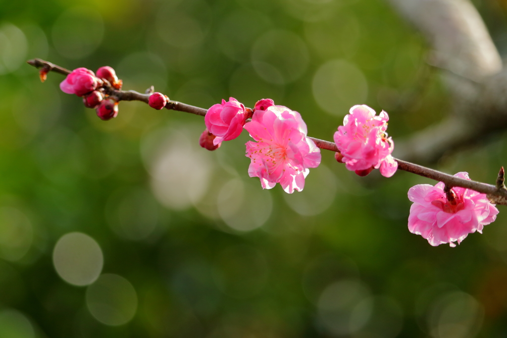 春を指して❀