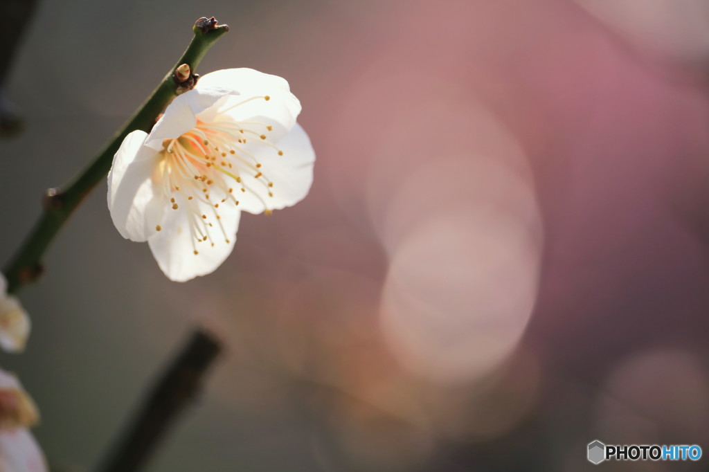 Let's open a spring door