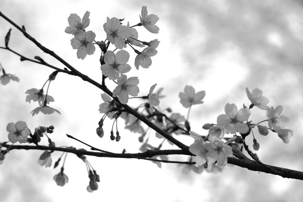 sakura japan