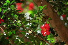 山茶花の、