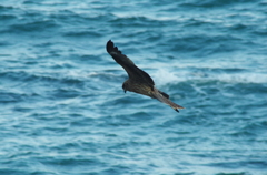 IMGP7685　たぶん鳶（トビ・トンビ）