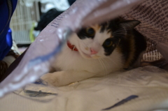 袋の中のねこ３
