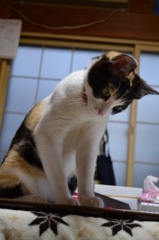 なんだろ？