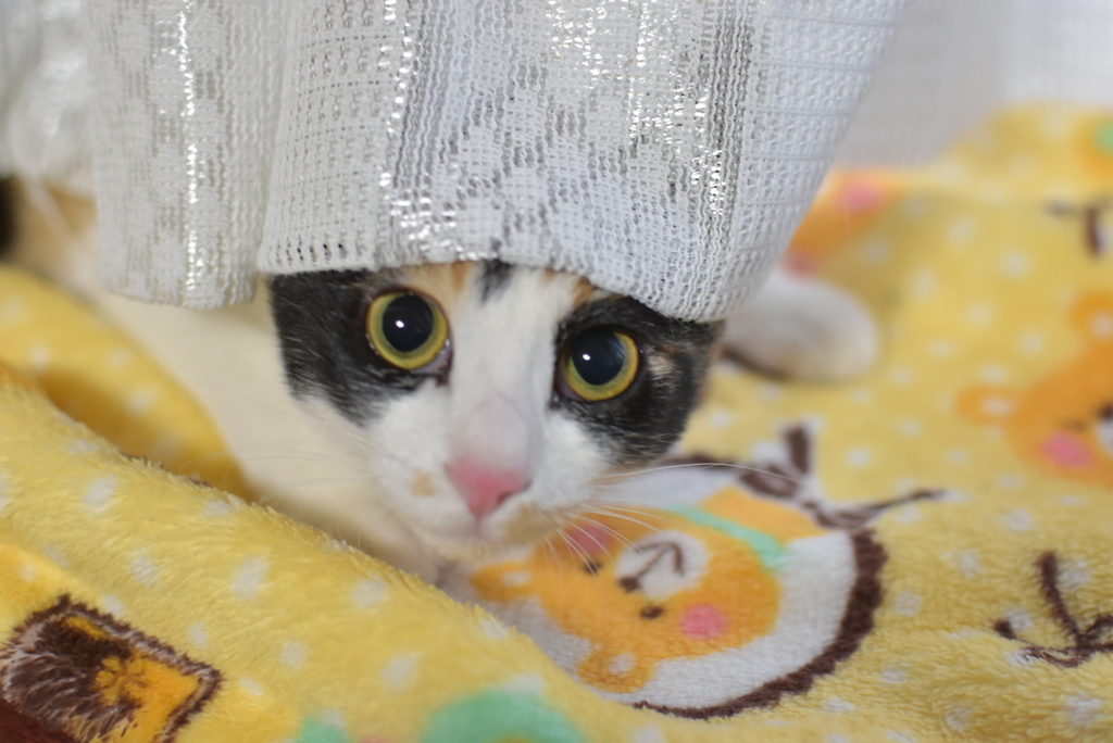 なんですか？