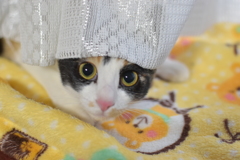 なんですか？