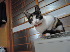 朝はファンヒータの上！
