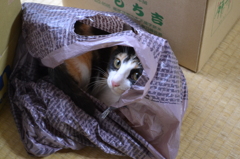 袋の中のねこ４