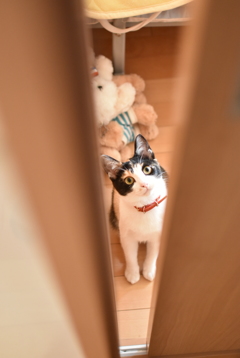 開けて～