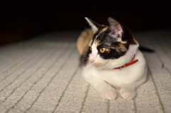 単焦点にこちゃん