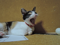 ガオー！