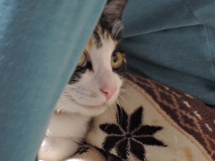 何？