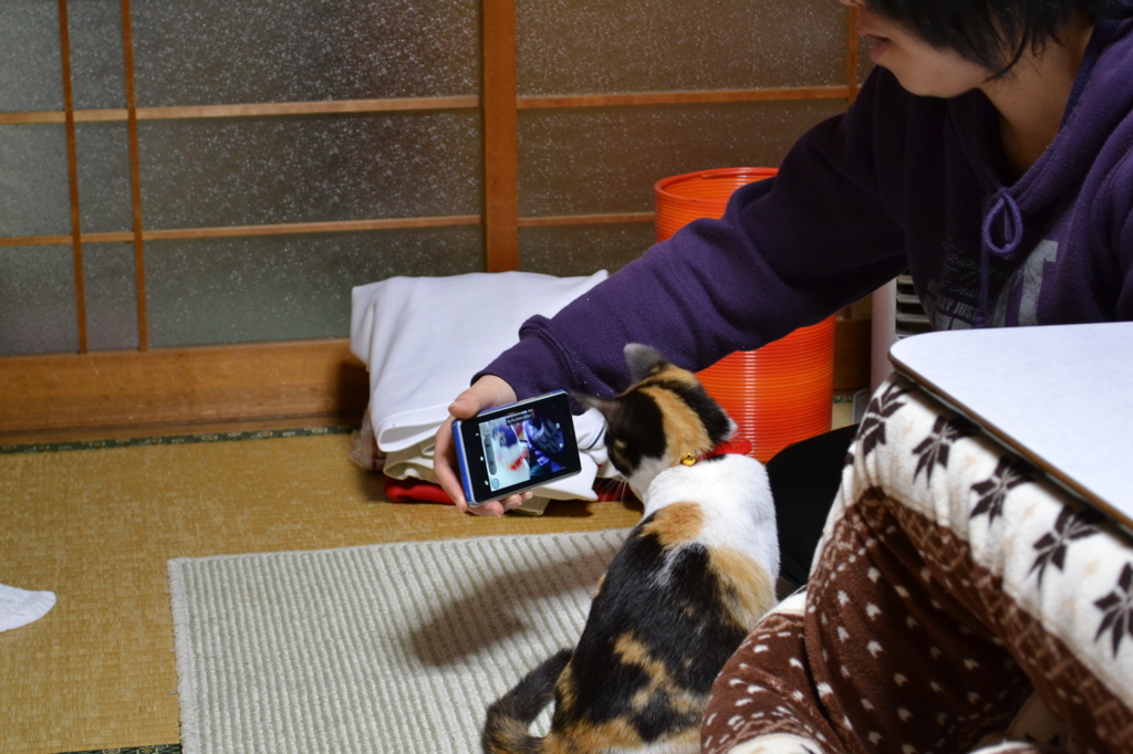 猫とスマホ３
