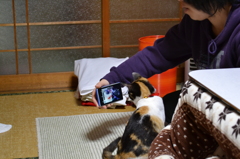 猫とスマホ３