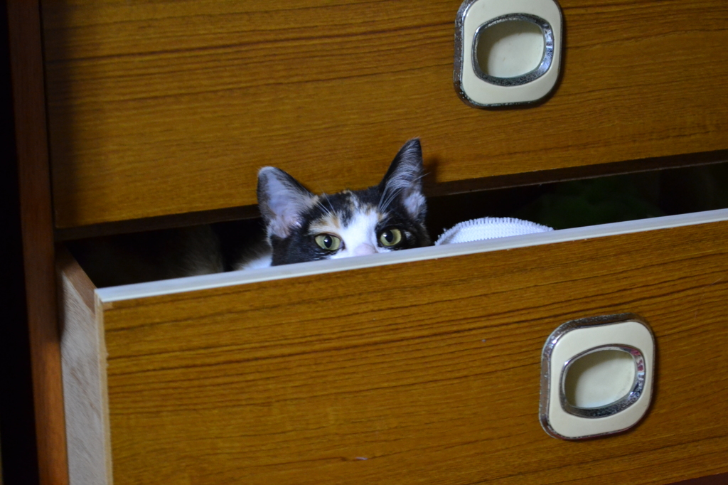 見てる
