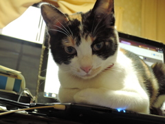 キーボード占領