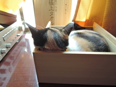 後頭部