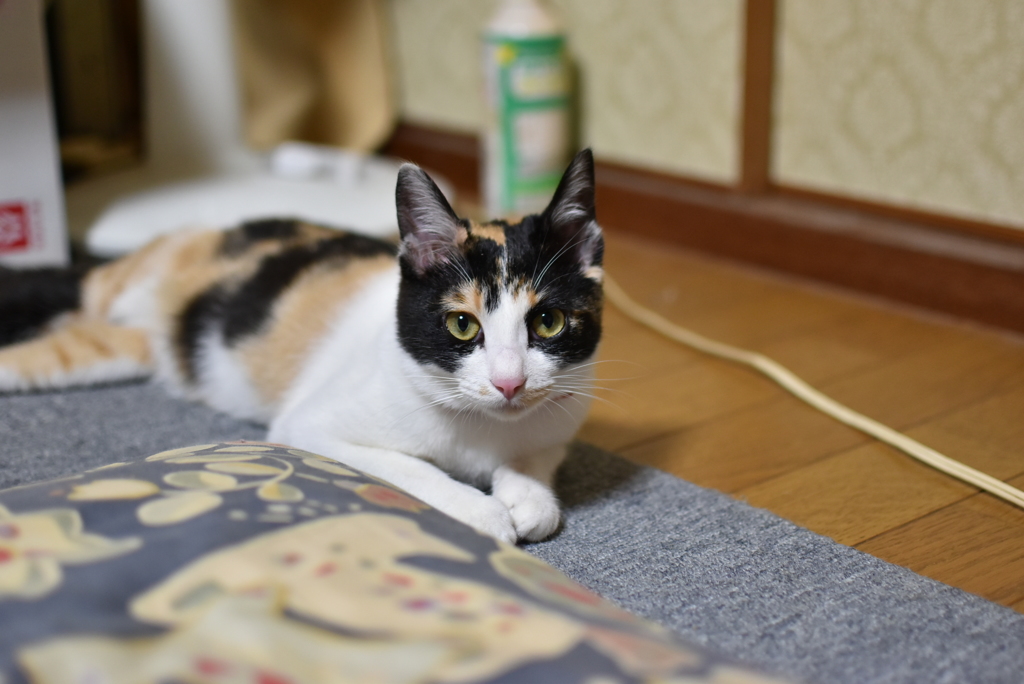 小休止