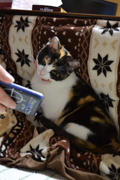 猫とスマホ１