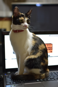モデルさんのまね？