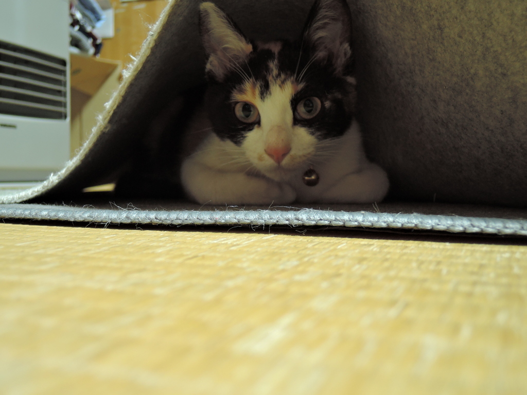 なんかちがいますけど