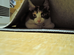 なんかちがいますけど