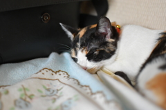 お昼寝中。