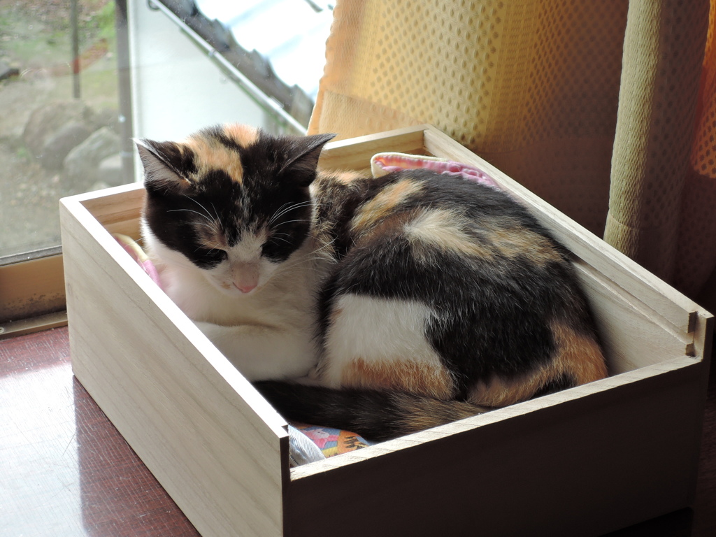 箱入りねこ