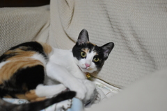 何見てるのよ！