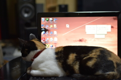 あなたの物は私の物