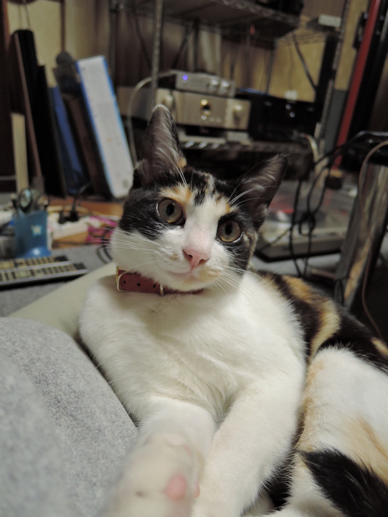 くつろぎ中？
