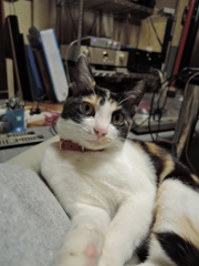 くつろぎ中？