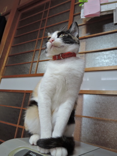 しっぽ巻いてます。