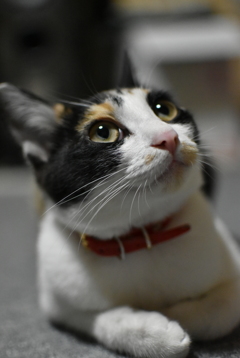 ふーん