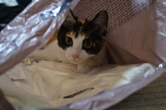 袋の中のねこ１