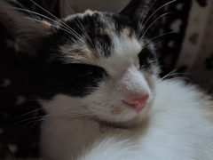 まだ眠い