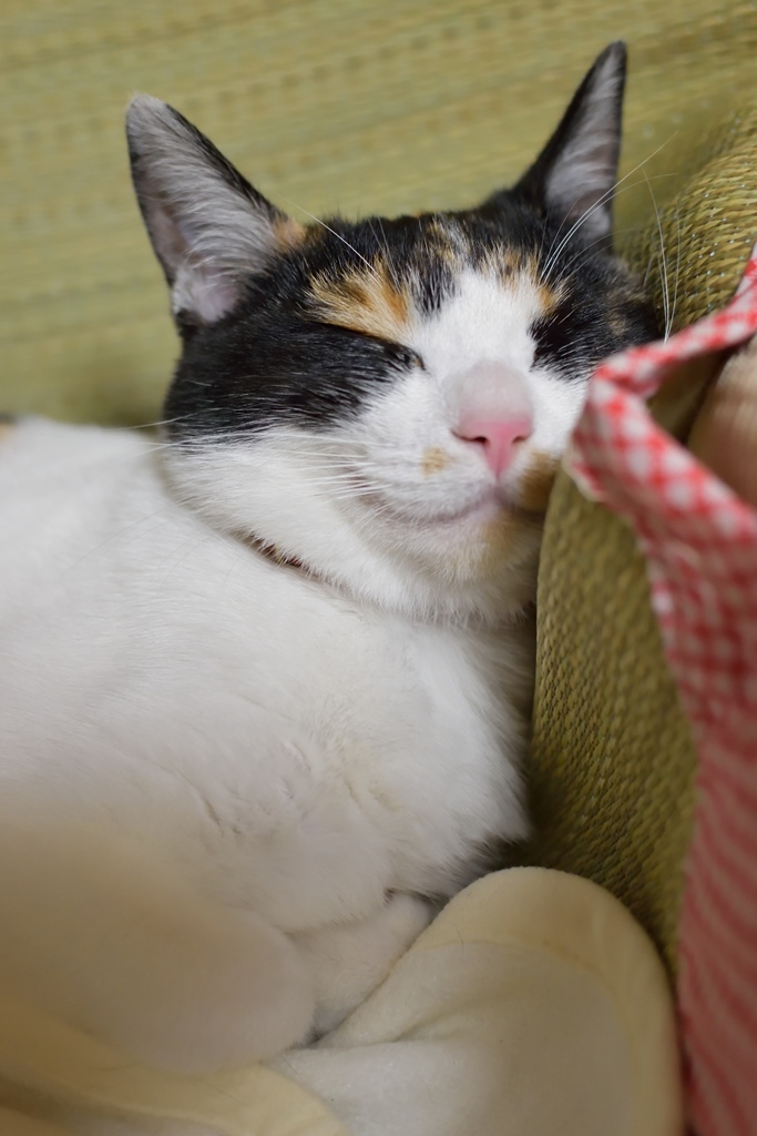 いい夢見てる？