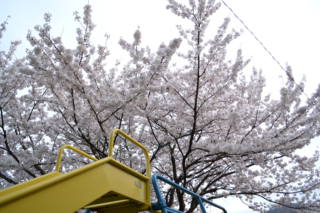 保育園の桜
