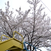 保育園の桜