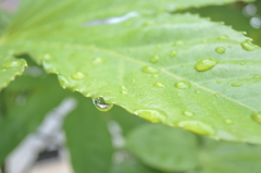 恵みの雨！？