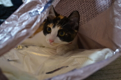 袋の中のねこ２