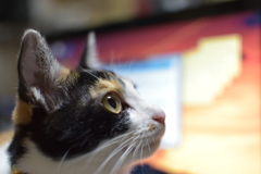 よこ顔