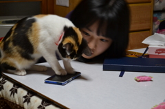 猫とスマホ４