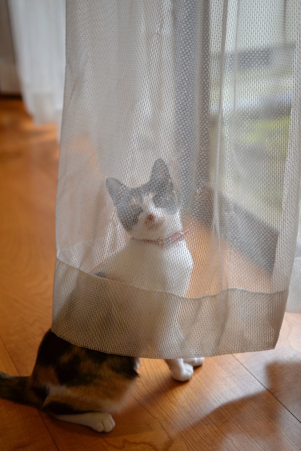 カーテン越しって？