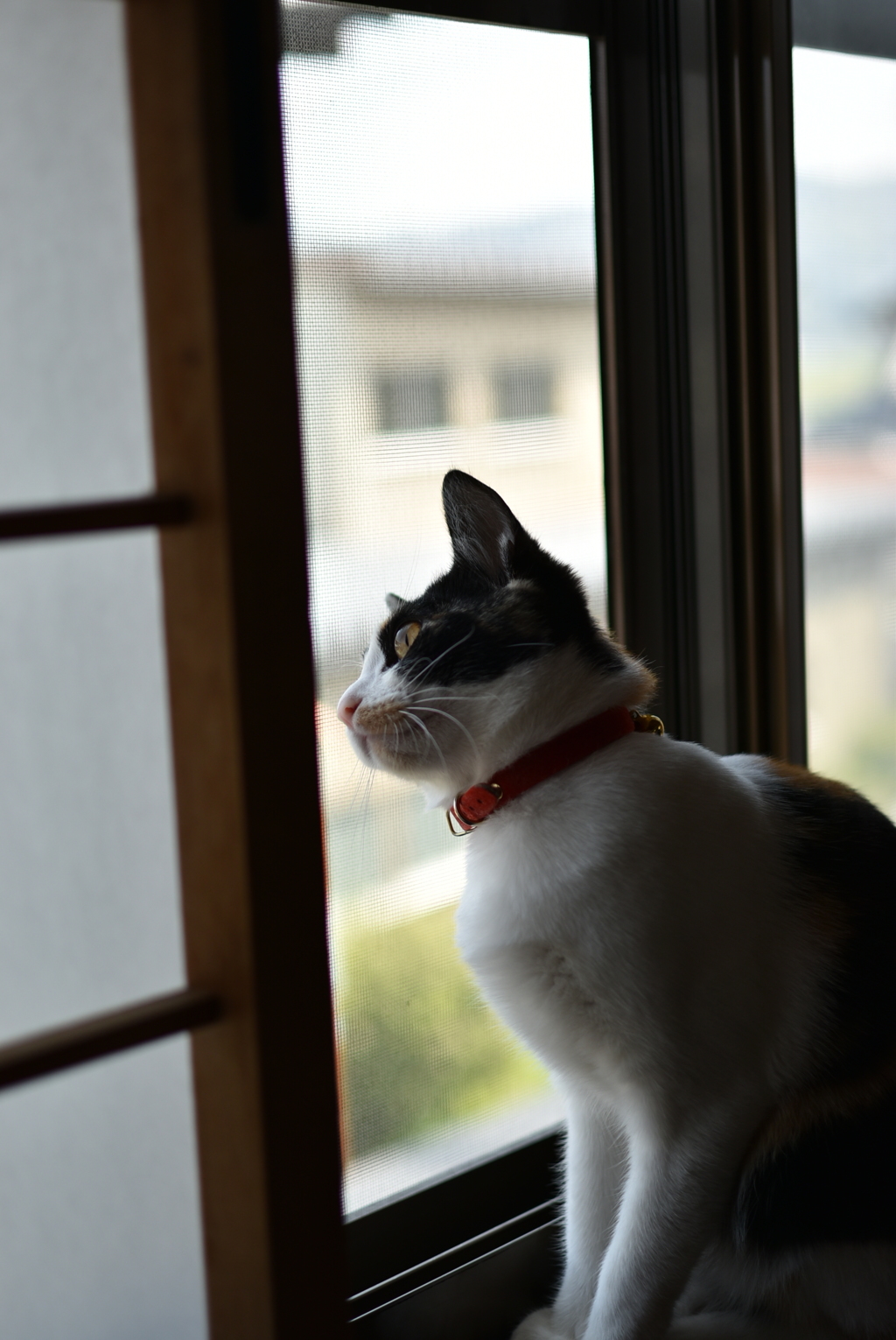 午前中の日課