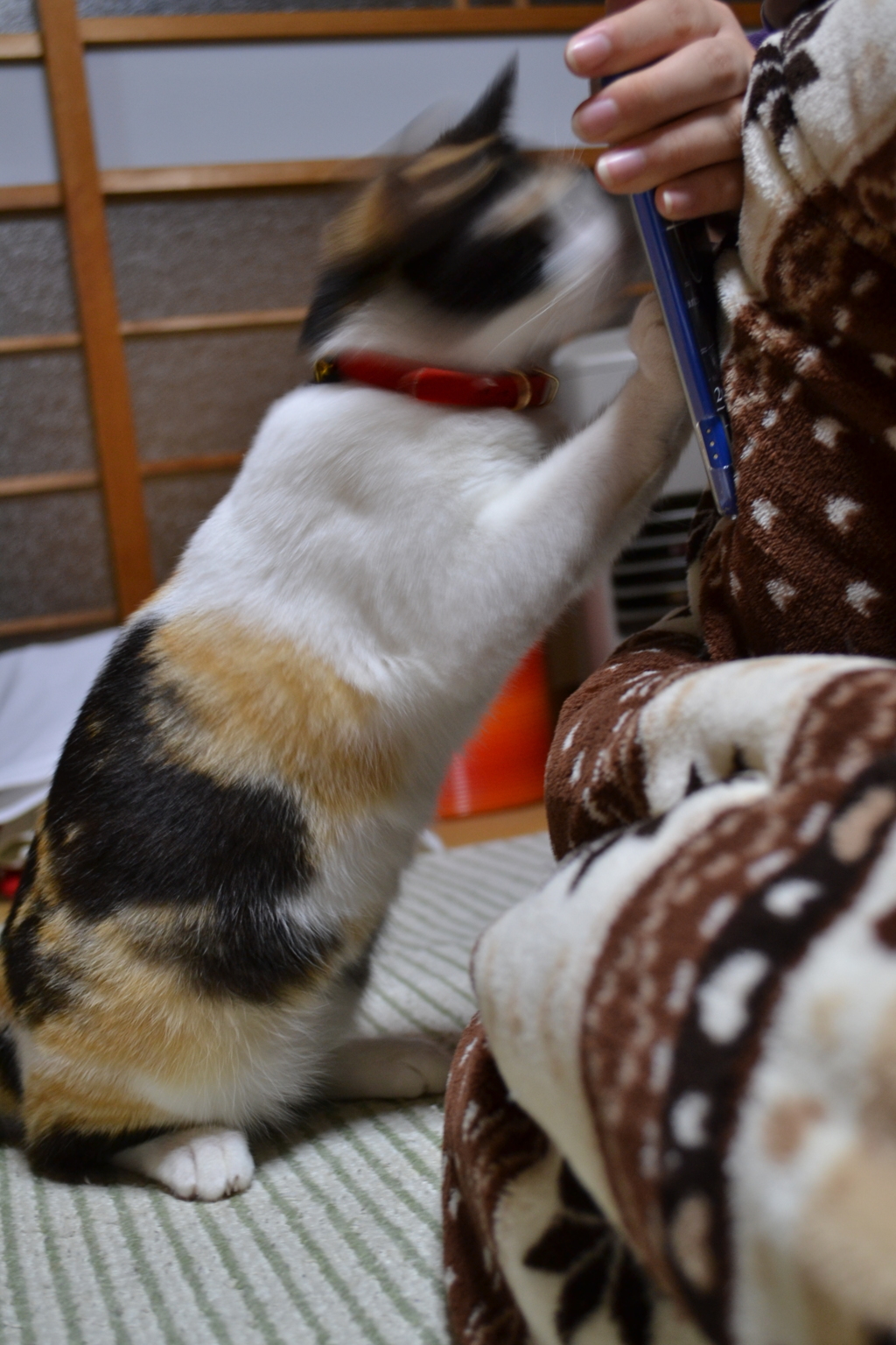 猫とスマホ２