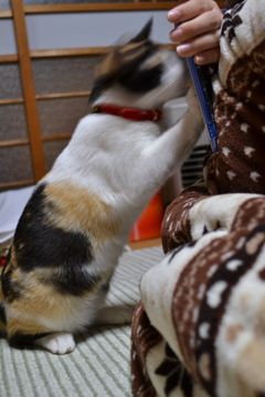 猫とスマホ２