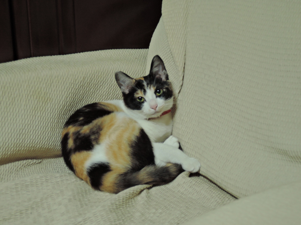 いごごちよさそうね？