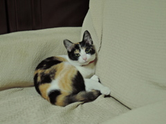 いごごちよさそうね？