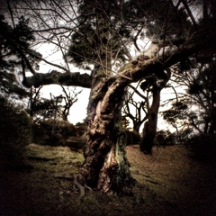 oldtree