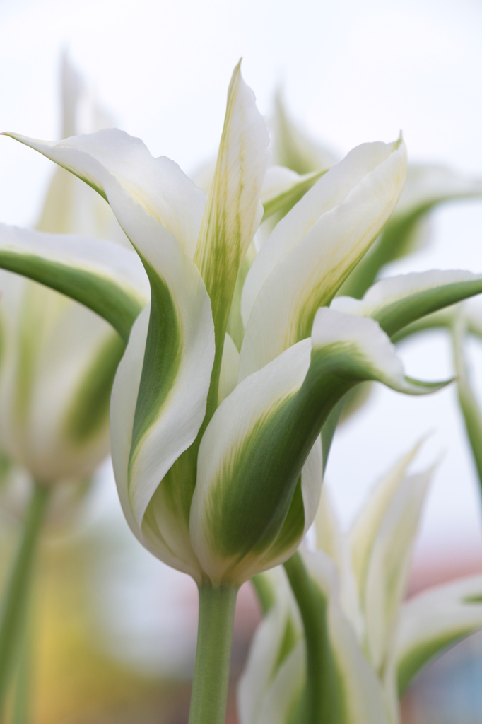 White&Green